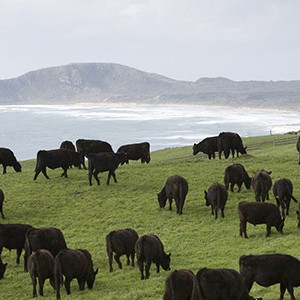 Cape Grim cows 2