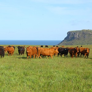 Cape Grim cows