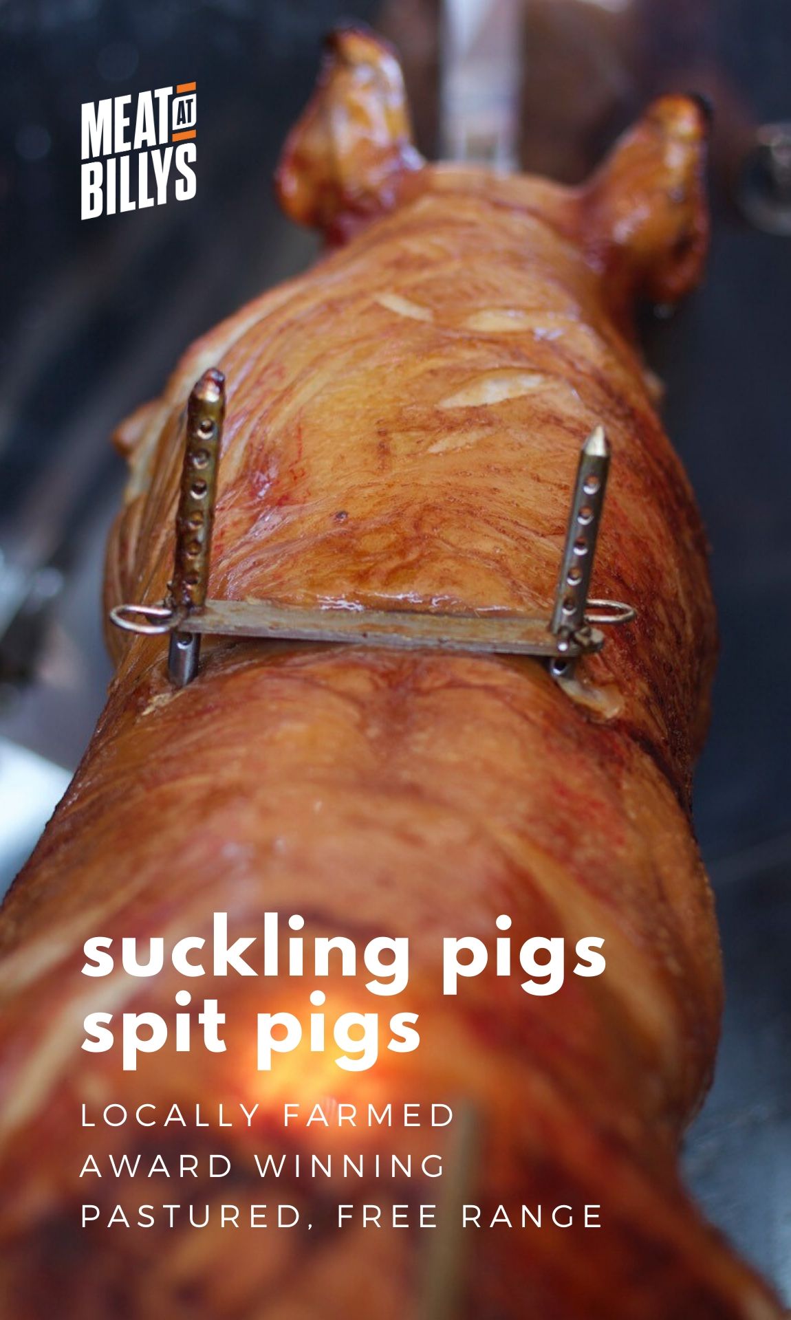 Suckling Pigs Blog