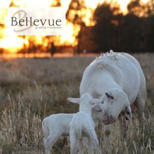 Bellevue Prime Dorper Lamb featured image