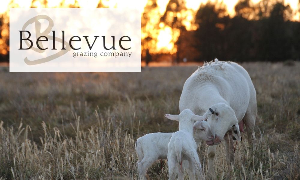 Bellevue Prime Dorper Lamb with logo sunset 2