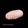 ROLLED TURKEY BREASTS - Image 2