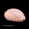 ROLLED TURKEY BREASTS - Image 3